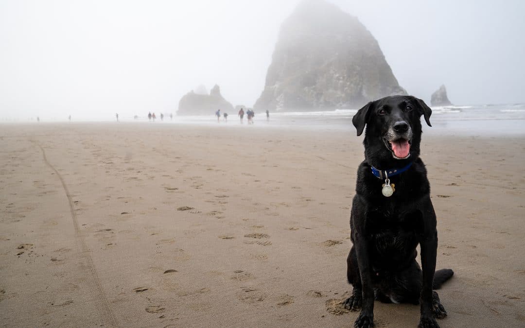 Boardwalk Resort Vacations Reviews Dog-Friendly American Beach Towns