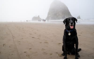 Boardwalk Resort Vacations Reviews Dog-Friendly American Beach Towns